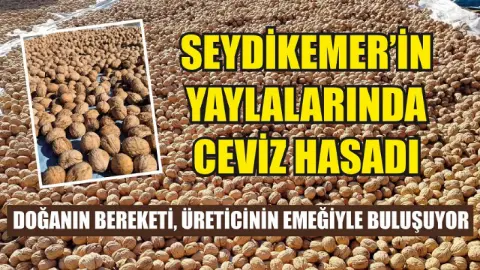 Seydikemer'in yaylalarında ceviz hasadı: Doğanın bereketi, üreticinin emeğiyle buluşuyor