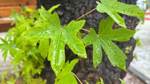 Sağanaklarla birlikte gözler Muğla’nın doğal mirası sığla ağacında
