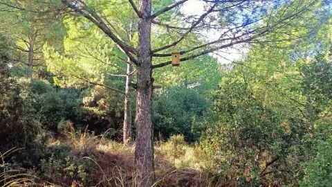 Sarıgöl Ormanlarında Kuşlara Güvenli Yuva