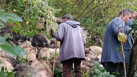 Yabani hayvandan ürken 184 koyun uçurumdan yuvarlanıp telef oldu
