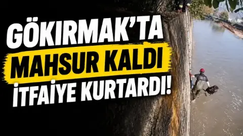 Gökırmak’ta Mahsur Kaldı, İtfaiye Kurtardı!