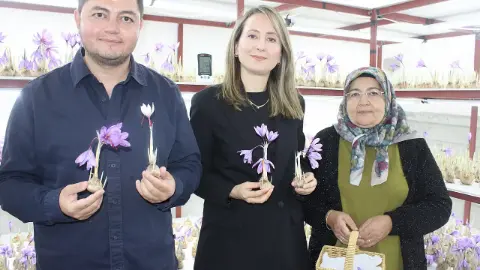 Kayseri'de olmaz' denilen safranda ilk hasat yapıldı
