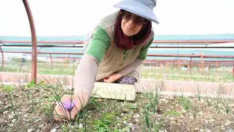 Dünyanın en pahalı baharatı Konya'da filizlendi: Hasadı başladı