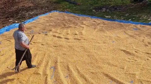 Mısır hasadı tamamlandı: Brandalarda kurutma mesaisi başladı
