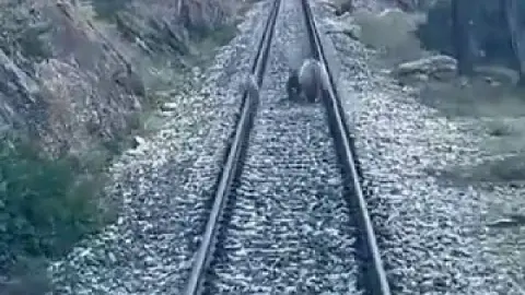 Tren yoluna çıkan ayılar panikle kaçıştı