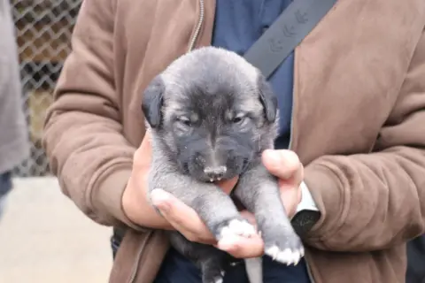 İlk kez kangal gören yabancı öğrenciler hayranlıklarını gizleyemedi