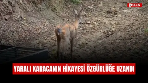 Bartın’da yaralı karacanın hikâyesi özgürlüğe uzandı