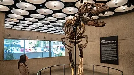 Küçük ama ürkütücü: Nadir T.rex akrabası iskeleti müzayedede 42 milyon euroya satıldı