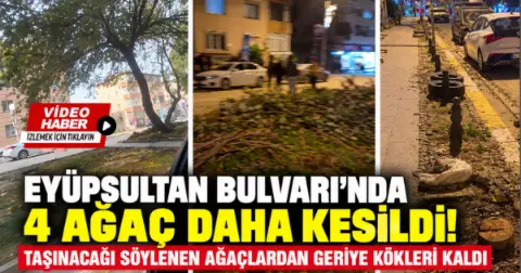Eyüpsultan Bulvarı’nda 4 Ağaç Daha Kesildi: Tepki Var!