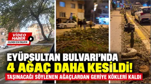 Eyüpsultan Bulvarı’nda 4 Ağaç Daha Kesildi: Tepki Var!