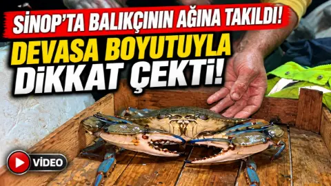 Sinoplu balıkçıya denizden mavi sürpriz!