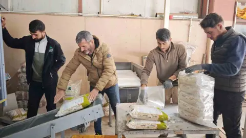 Türkiye’nin tohumluk kuru fasulye üretiminin yüzde 75’i Bitlis’ten