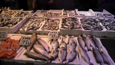 Karadeniz’de palamut azalırken balıkçılar hamsi bolluğu umuyor