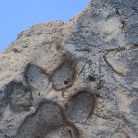 Tavşanlı Höyük'te Tunç Çağı'ndan pati izleri ortaya çıktı