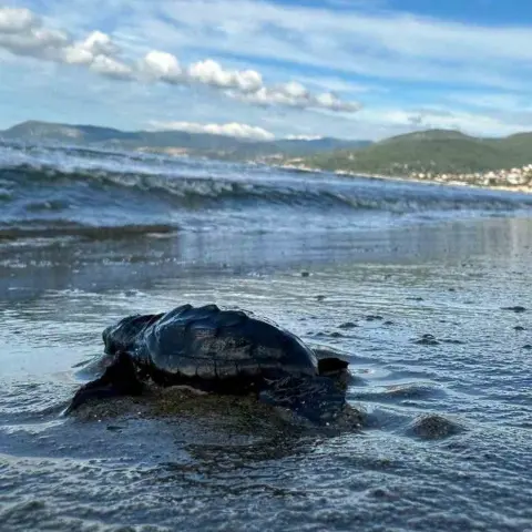 Aydın ve İzmir kumsallarında 1110 caretta caretta yavrusu denize ulaştı