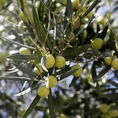 Akhisar'da Zeytin Hasadında Rekor Artış: Üretici Destek Bekliyor