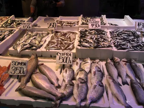 Karadeniz’de palamut azalırken balıkçılar hamsi bolluğu umuyor
