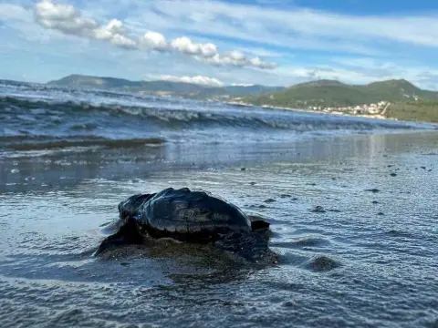 Aydın ve İzmir kumsallarında 1110 caretta caretta yavrusu denize ulaştı