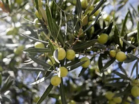 Akhisar'da Zeytin Hasadında Rekor Artış: Üretici Destek Bekliyor