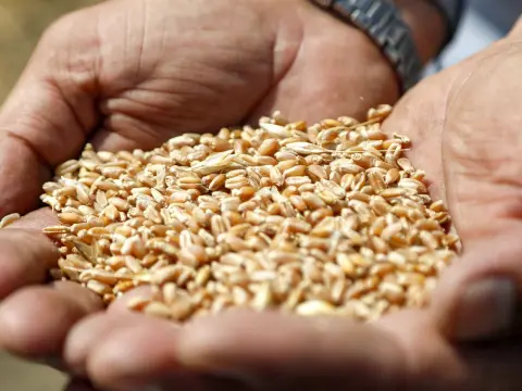 WWF raporu: Gıda üretimi ve tüketiminde dönüşüm gerekli