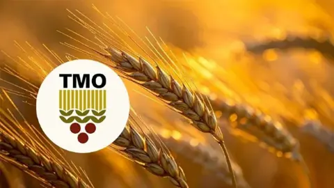 TMO, kasımda piyasaya 5,5 milyon ton hububat arz edecek