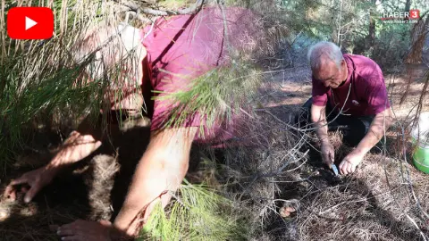 Yağmur bereketiyle geldi: Ormandan toplayıp kilosunu 300 liradan satıyorlar