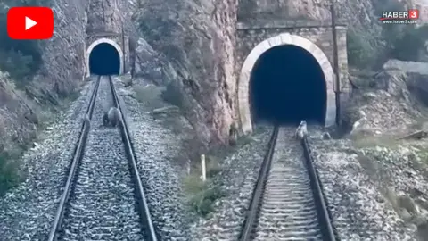 Görüntüler Sivas'tan! Raylara inen ayı ailesi yolcu trenini durdurdu