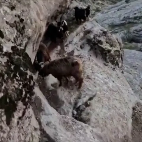 Kayalıklarda mahsur kalan keçileri AFAD kurtardı