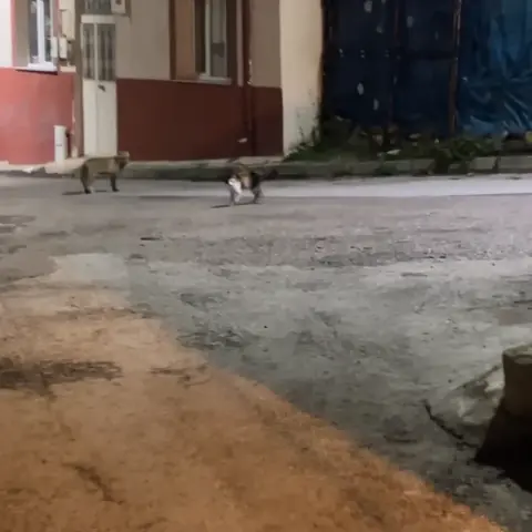 Bayburt'ta sokak kedisi yiyeceğine göz koyan tilkiyi kovaladı
