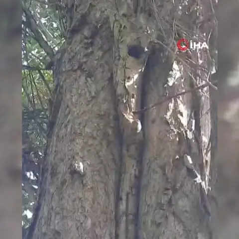 Elazığ'da sincapların neşeli ceviz toplama anları sosyal medyayı gülümsetti