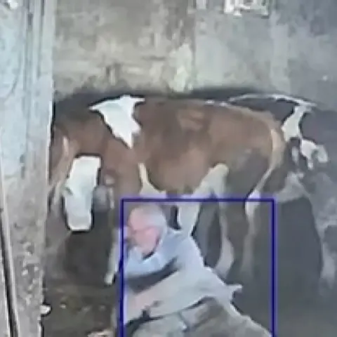 Sevmek istediği inek tekme attı:''Bundan sonra daha dikkatli olacağım