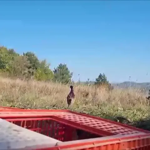 Sinop'ta yaban hayatını desteklemek amacıyla sülünler doğaya salındı