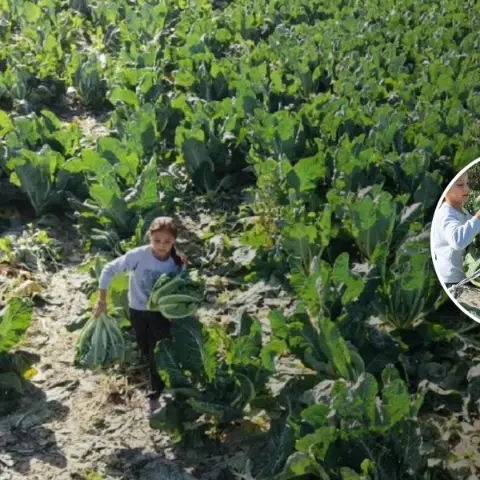 Burdur'da 9 Yaşındaki Medine'nin Okuma Azmi ve Tarla Mücadelesi
