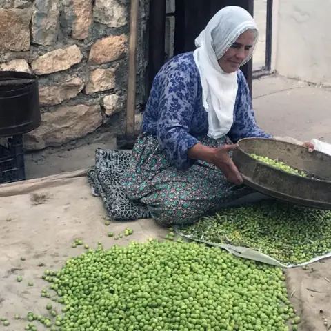 Kilosu 400 liradan kapış kapış gidiyor: Altın madalyalı Derik zeytininde hasat zamanı