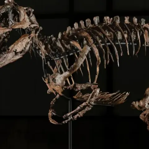 Dinozor fosiline servet ödediler: 47,3 milyon dolara satıldı