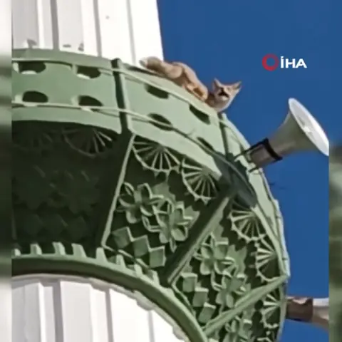 Mersin Mut'ta cami minaresine çıkan tilki cep telefonuyla görüntülendi
