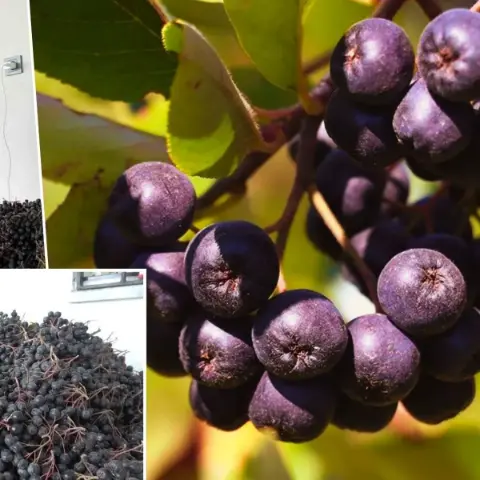 Oğlunun önerisiyle başladı, 4 yılda verim arttı: Kilosuyla değil yarım kilosuyla 400 liraya satıyor