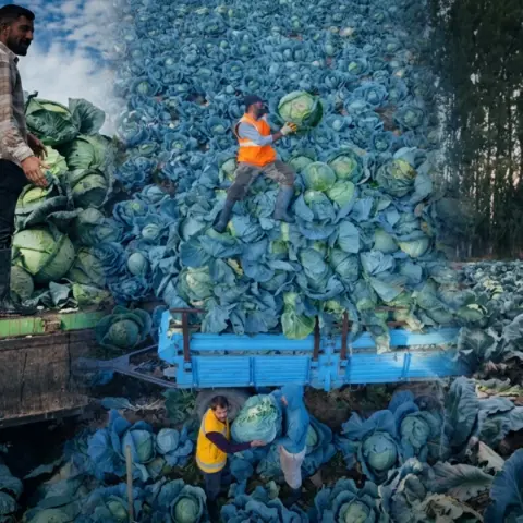 Bu tarlanın sırrı başka! Nesilden nesile üretiliyor: Tanesi 100 TL'den kapış kapış satılıyor