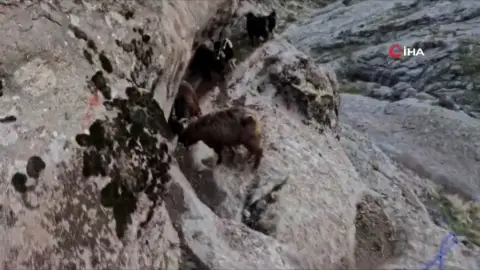 Kayalıklarda mahsur kalan keçileri AFAD kurtardı