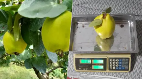 Geyve'de "dalların altın sarısı" görenleri şaşırttı! Normalin 8 katı büyüklükte: Tek biri neredeyse bir kilo!