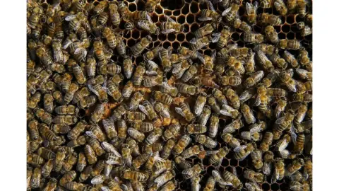 Arı sokması ne zaman ölümcül olur? Uzmanından hayati uyarılar