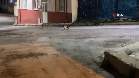 Bayburt'ta sokak kedisi yiyeceğine göz koyan tilkiyi kovaladı