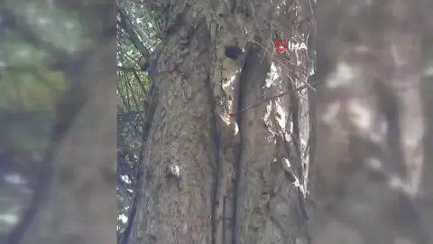 Elazığ'da sincapların neşeli ceviz toplama anları sosyal medyayı gülümsetti
