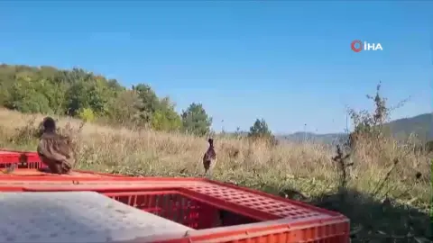 Sinop'ta yaban hayatını desteklemek amacıyla sülünler doğaya salındı