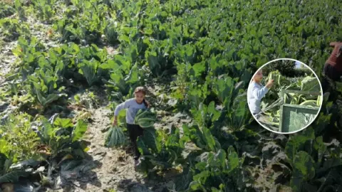 Burdur'da 9 Yaşındaki Medine'nin Okuma Azmi ve Tarla Mücadelesi