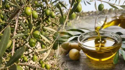 Zeytin üreticisinin gözü bu rakamda! Bir kilo yağlık zeytinin maliyeti şaşırttı