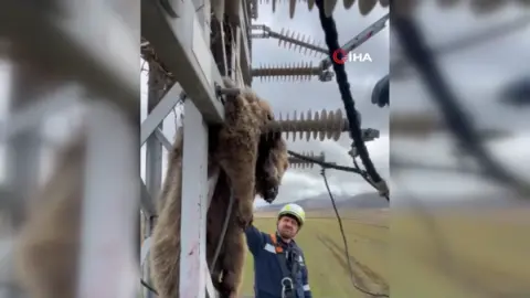 Erzurum Palandöken'de elektrik direğine tırmanan yavru ayı akıma kapıldı