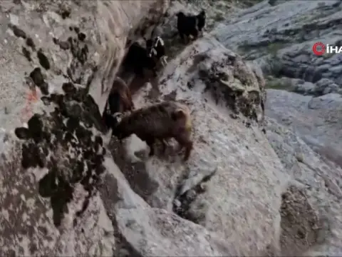 Kayalıklarda mahsur kalan keçileri AFAD kurtardı