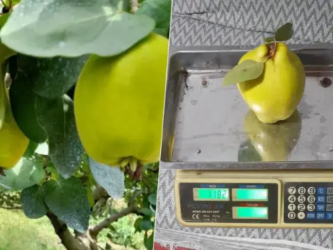 Geyve'de "dalların altın sarısı" görenleri şaşırttı! Normalin 8 katı büyüklükte: Tek biri neredeyse bir kilo!