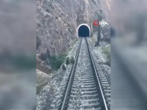 Sivas Divriği'de tren raylarına inen anne ayı ve yavruları treni durdurdu